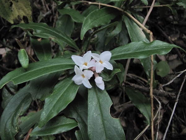 Daphne bholua
Nepalese Paper Plant (Eng) Lokta, Baruwa (Nep)
Trefwoorden: Plant;struik;Thymelaeaceae;Bloem;wit