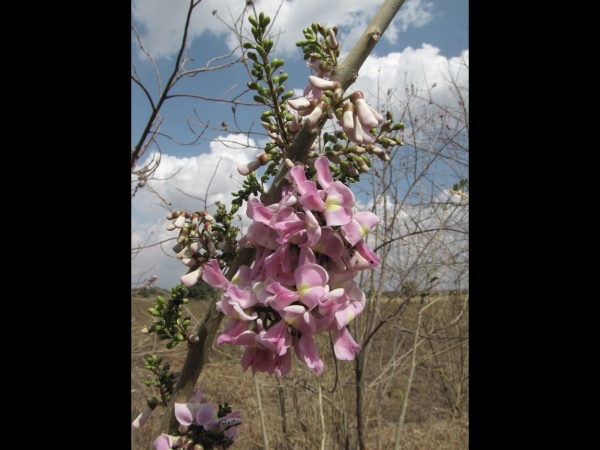 Gliricidia sepium
Mexican Lilac (Eng)
Trefwoorden: Plant;Boom;Fabaceae;Bloem;roze