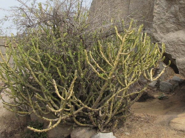 Euphorbia; E. caducifolia
Leafless Milk Hedge (Eng) Thor (Hin)
Trefwoorden: Plant;Euphorbiaceae;Bloem;groen