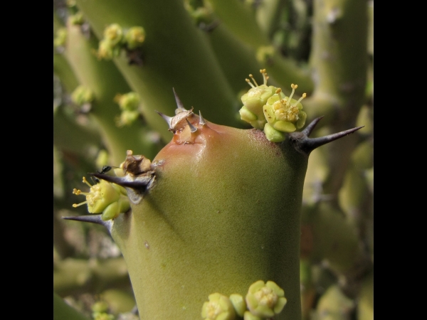 Euphorbia; E. caducifolia
Leafless Milk Hedge (Eng) Thor (Hin)
Trefwoorden: Plant;Euphorbiaceae;Bloem;groen