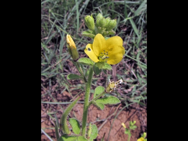 Cleome viscosa
Asian Spider Flower (Eng) Bagra (Hin)
Trefwoorden: Plant;Cleomaceae;Bloem;geel