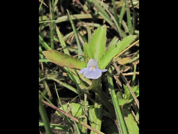 Lindernia antipoda
Sparrow Lindernia (Eng)
Trefwoorden: Plant;Linderniaceae;Bloem;blauw