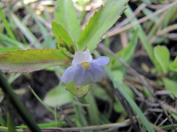 Lindernia antipoda
Sparrow Lindernia (Eng)
Keywords: Plant;Linderniaceae;Bloem;blauw