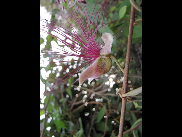 Capparis zeylanica
Ceylon Caper (Eng) Aradanda (Hin)
Trefwoorden: Plant;Capparaceae;Bloem;wit;roze;klimplant