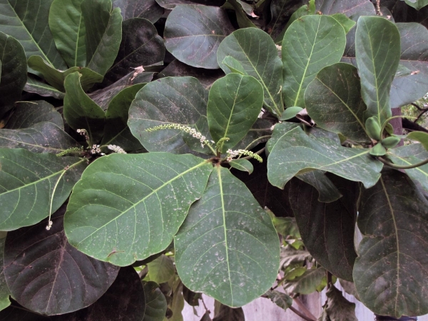 Terminalia catappa
Indian Almond (Eng) Jangli Badam (Hin)
Trefwoorden: Plant;Boom;Combretaceae;Bloem;wit;groen