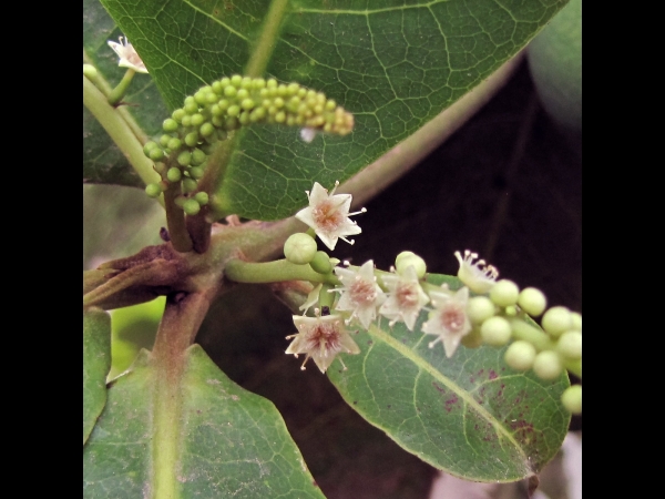 Terminalia catappa
Indian Almond (Eng) Jangli Badam (Hin) - Female
Trefwoorden: Plant;Boom;Combretaceae;Bloem;wit;groen