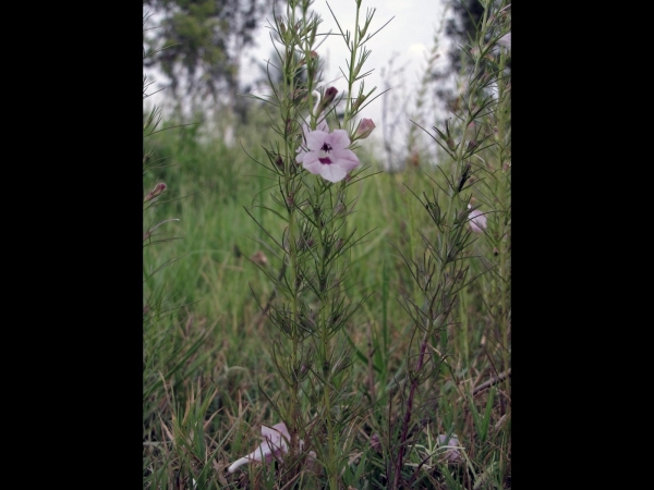 Sopubia delphinifolia
Common Sopubia (Eng) 
Trefwoorden: Plant;Orobanchaceae;Bloem;roze;wit