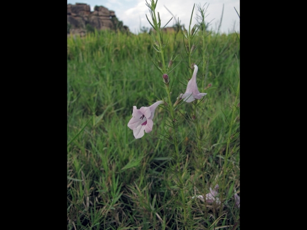 Sopubia delphinifolia
Common Sopubia (Eng) 
Trefwoorden: Plant;Orobanchaceae;Bloem;roze;wit