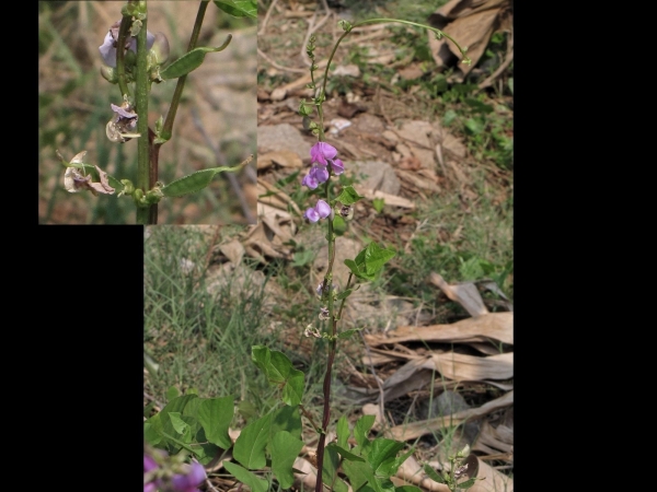 Lablab purpureus
Hyacinth Bean, Lablab Bean (Eng) Bhatvas, Shimi (Hin) 
Trefwoorden: Plant;Fabaceae;Bloem;roze;cultuurgewas