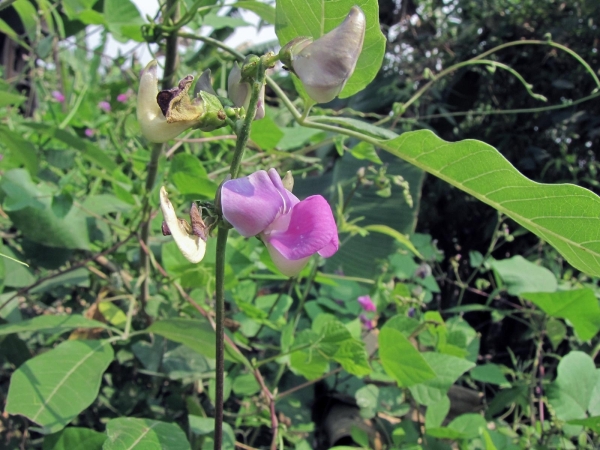 Lablab purpureus
Hyacinth Bean, Lablab Bean (Eng) Bhatvas, Shimi (Hin) 
Trefwoorden: Plant;Fabaceae;Bloem;roze;cultuurgewas