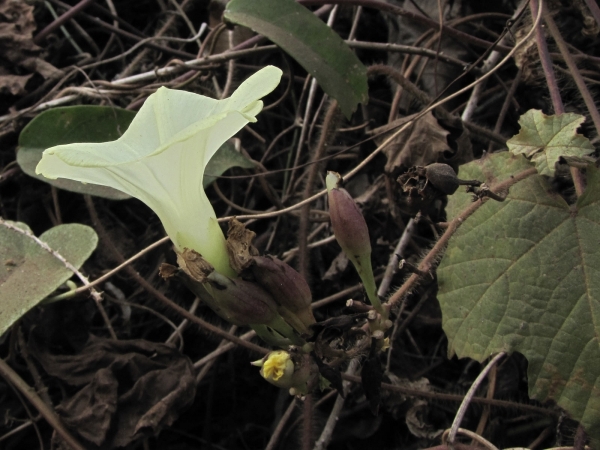 Merremia vitifolia
Grape-leaf Woodrose (Eng)
Trefwoorden: Plant;Convolvulaceae;Bloem;geel