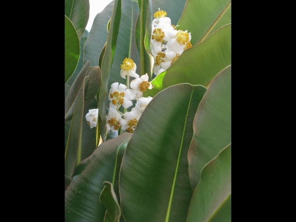 Calophyllum inophyllum
Alexandrian Laurel (Eng) Sultan Champa (Hin)
Trefwoorden: Plant;Boom;Clusiaceae;Bloem;wit