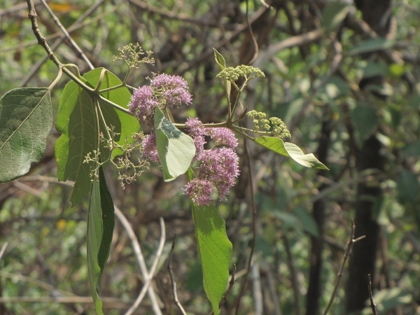 Callicarpa; C. arborea
Beautytree (Eng) Kumhar (Hin) 
Trefwoorden: Plant;Boom;Lamiaceae;Bloem;roze;purper