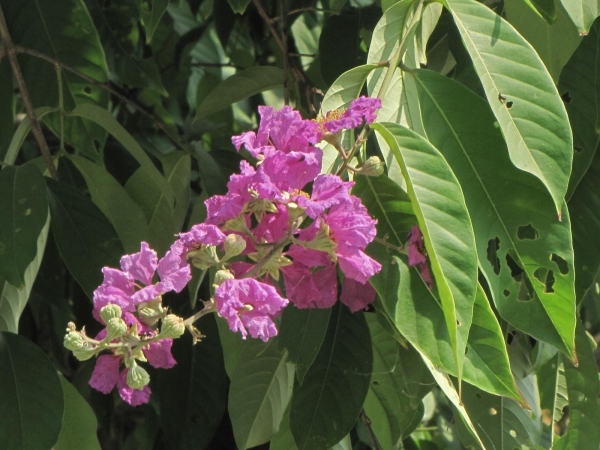 Lagerstroemia speciosa
Queen Crape Myrtle, Pride of India (Eng) Jarul (Hin)
Trefwoorden: Plant;Boom;Lythraceae;Bloem;paars;roze