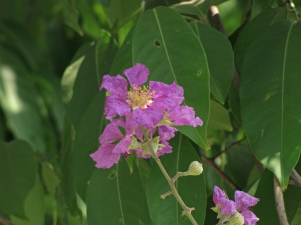 Lagerstroemia speciosa
Queen Crape Myrtle, Pride of India (Eng) Jarul (Hin)
Trefwoorden: Plant;Boom;Lythraceae;Bloem;paars;roze