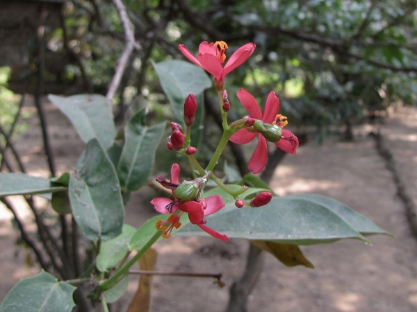 Jatropha integerrima
Peregrina (Eng)
Trefwoorden: Plant;Euphorbiaceae;Bloem;rood