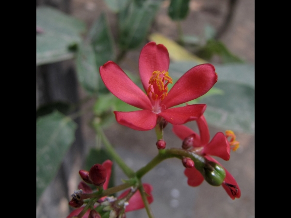 Jatropha integerrima
Peregrina (Eng)
Trefwoorden: Plant;Euphorbiaceae;Bloem;rood