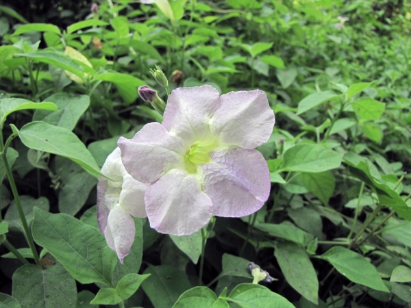 Asystasia gangetica
Ganges Primrose (Eng) 
Trefwoorden: Plant;Acanthaceae;Bloem;wit;roze