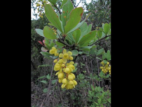 Berberis lycium
Indian Lycium, Boxthom Barberry (Eng) Darhaldi (Hin)
Trefwoorden: Plant;Berberidaceae;Bloem;geel