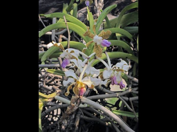 Vanda tessellata
Checkered Vanda (Eng) Vanda (Hin)
Trefwoorden: Plant;Orchidaceae;Bloem;wit;purper;geel;bruin