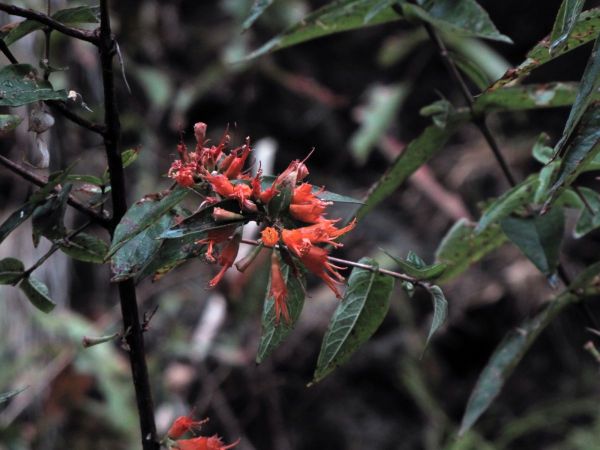 Woodfordia fruticosa
Fire Flame Bush (Eng) Dhawai (Hin)
Trefwoorden: Plant;Lythraceae;Bloem;oranje