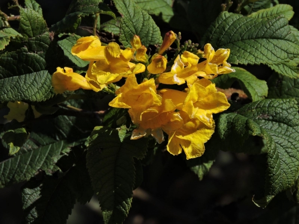 Tecoma castanifolia
Chestnutleaf Trumpetbush (Eng) 
Trefwoorden: Plant;Boom;Bignoniaceae;Bloem;geel