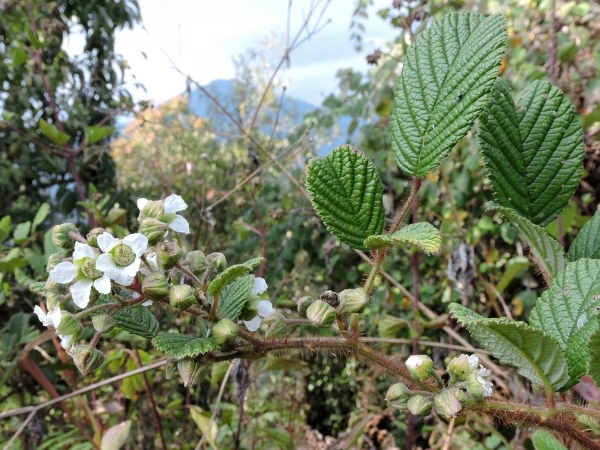 Rubus ellipticus
Yellow Himalayan Raspberry (Eng) ऐंसेलु Ainselu (Nep) अंकरी Ankri (Hin)
Trefwoorden: Plant;struik;Rosaceae;Bloem;wit