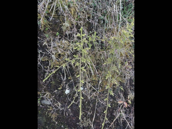 Lycopodium; L. japonicum
Club Moss (Eng)  नागबेली Naagabelee (Nep)
Trefwoorden: Plant;Lycopodiaceae