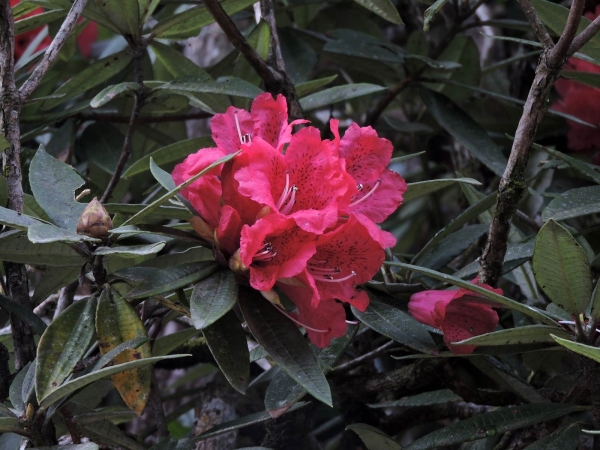 Rhododendron arboreum
Tree Rhododendron (Eng) बुरांस Burans (Hin) लाली गुराँस Lali gurans (Nep)
Trefwoorden: Plant;Boom;Ericaceae;Bloem;rood