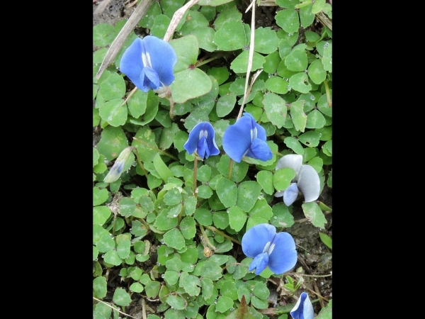 Parochetus communis
Blue Oxalis (Eng) चेम्गी फूल Chemgee Phool (Nep) 
Trefwoorden: Plant;Fabaceae;Bloem;blauw
