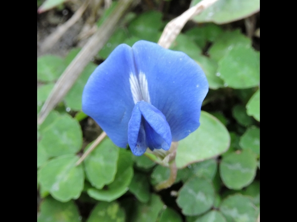 Parochetus communis
Blue Oxalis (Eng) चेम्गी फूल Chemgee Phool (Nep) 
Trefwoorden: Plant;Fabaceae;Bloem;blauw