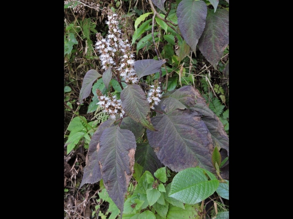 Pogostemon; P. glaber
Shrub Mint (Eng) रुधिलो Rudhilo, दरख्यांग Darakhyaang (Nep)
Trefwoorden: Plant;Lamiaceae;Bloem;wit;roze