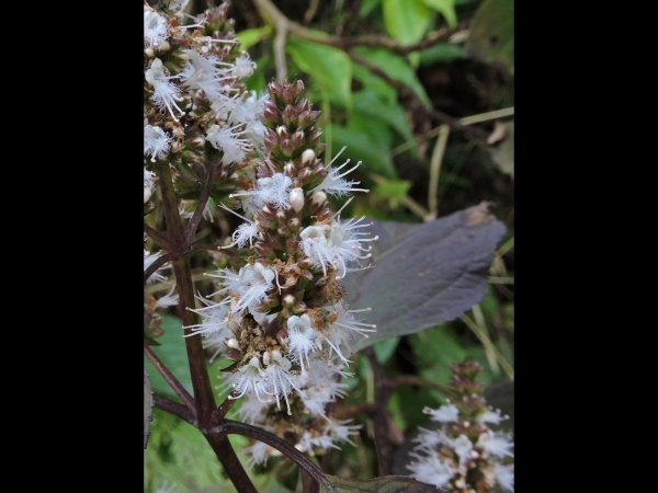 Pogostemon; P. glaber
Shrub Mint (Eng) रुधिलो Rudhilo, दरख्यांग Darakhyaang (Nep)
Trefwoorden: Plant;Lamiaceae;Bloem;wit;roze