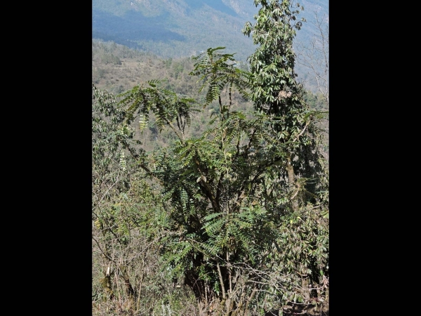 Mahonia napaulensis
Nepal Barberry (Eng) जमाने मान्द्रो Jamaane Maandro (Nep)
Trefwoorden: Plant;struik;Berberidaceae;Bloem;geel