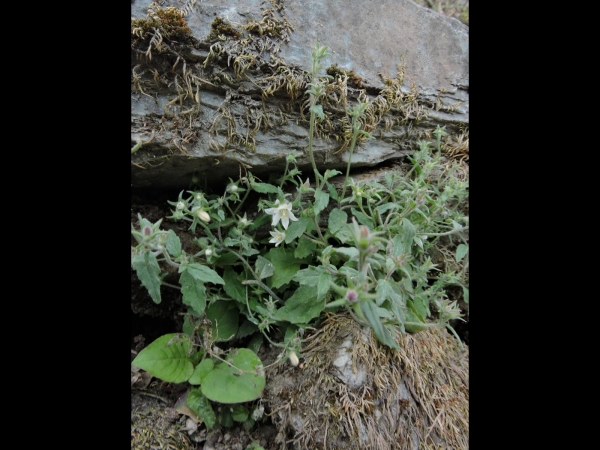 Campanula cana
Hoary Bellflower (Eng) 
Trefwoorden: Plant;Campanulaceae;Bloem;wit