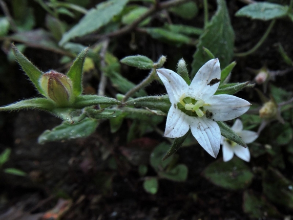 Campanula cana
Trefwoorden: Plant;Campanulaceae;Bloem;wit