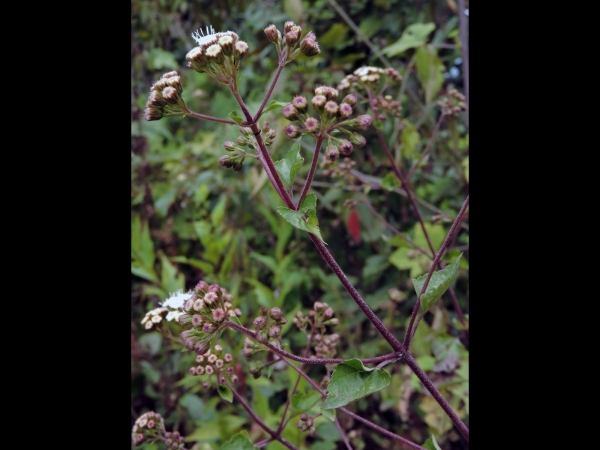 Ageratina adenophora
Catweed (Eng) बनमारा Banmara (Nep) 
Trefwoorden: Plant;Asteraceae;Bloem;wit