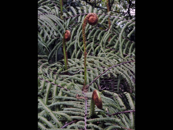 Diplopterygium giganteum
Trefwoorden: Plant;Gleicheniaceae