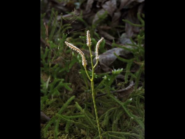 Lycopodium; L. japonicum
Club Moss (Eng)  नागबेली Naagabelee (Nep) - spore cones
Trefwoorden: Plant;Lycopodiaceae