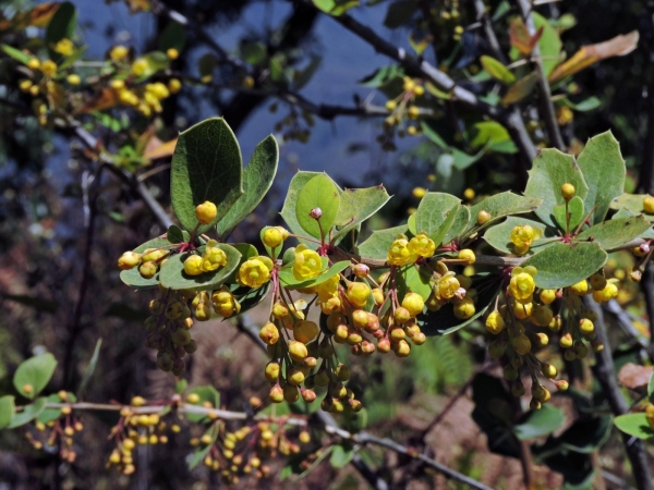 Berberis asiatica
Asian Barberry (Eng) दारहल्द Dar-hald (Hin) 
Trefwoorden: Plant;struik;Berberidaceae;Bloem;geel