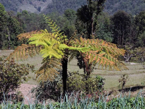 Alsophila spinulosa
flying spider-monkey tree fern (Eng) 
Trefwoorden: Plant;Boom;Cyatheaceae