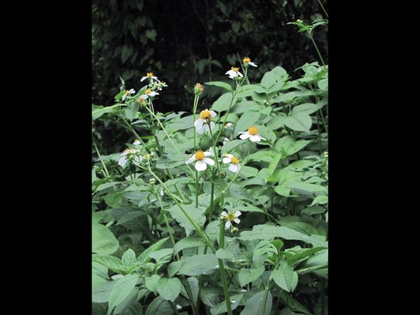 Bidens pilosa
Spanish Needle (Eng) Puen Nok Sai (Thai)
Trefwoorden: Plant;Asteraceae;Bloem;wit