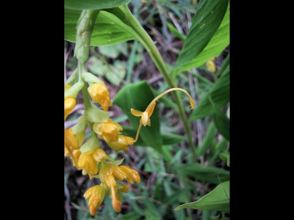 Globba marantina
Dancing Girl Ginger (Eng)
Keywords: Plant;Zingiberaceae;Bloem;geel