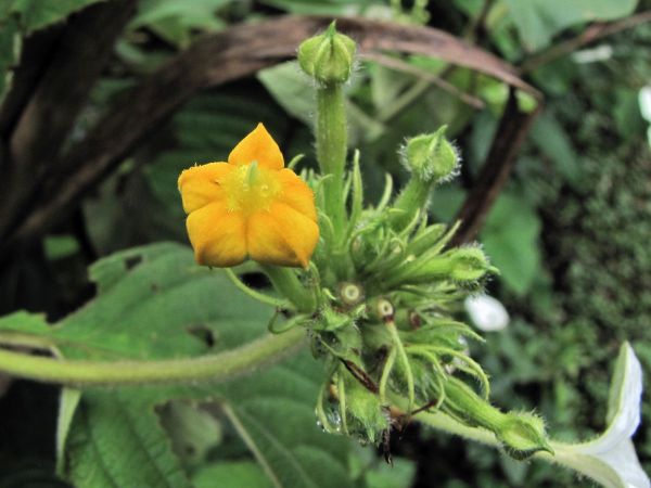 Mussaenda; M. roxburghii
Himalayan Mussaenda (Eng)
Trefwoorden: Plant;Rubiaceae;Bloem;geel;oranje