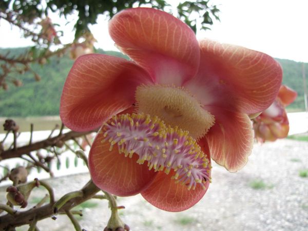 Couroupita guianensis
Sala Tree, Cannonball Tree (Eng) Sala Lankaa (Thai) Nagalinga (Hin) 
Trefwoorden: Plant;Boom;Lecythidaceae;Bloem;roze