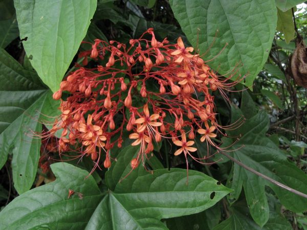 Clerodendrum paniculatum
Pagode Plant (Eng)
Trefwoorden: Plant;Lamiaceae;Bloem;oranje;rood