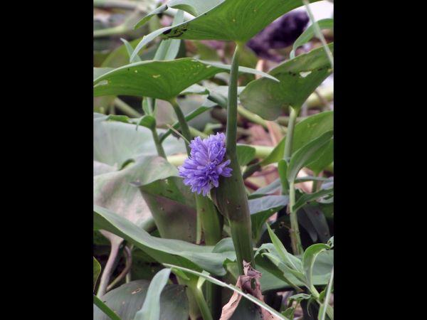 Monochoria hastata
Arrow Leaf Pondweed (Eng)
Trefwoorden: Plant;Pontederiaceae;Bloem;blauw;moerasplant;waterplant