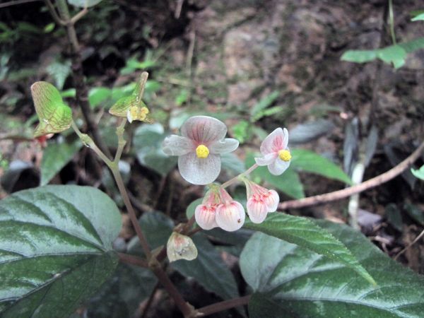Begonia sp.
Trefwoorden: Plant;Begoniaceae;Bloem;roze;wit