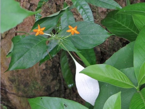 Mussaenda frondosa
Wild Mussaenda (Eng) Thmei Prey (Khmer)
Trefwoorden: Plant;Rubiaceae;Bloem;geel;oranje