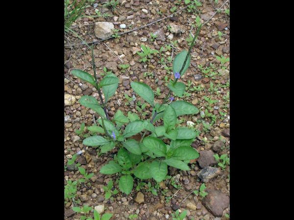 Stachytarpheta indica
Indian Snakeweed (Eng)
Trefwoorden: Plant;Verbenaceae;Bloem;blauw